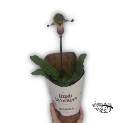 Paphiopedilum "Pinocchio" CON FLOR LARGE