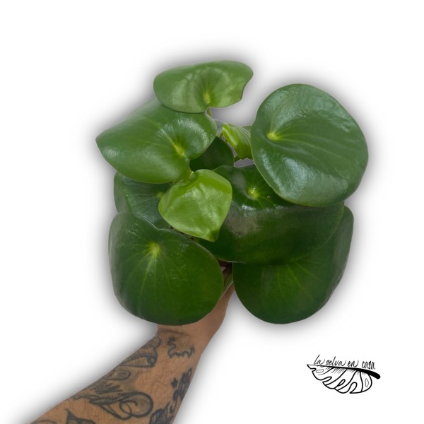 Peperomia polybotrya
