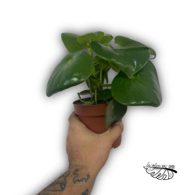 Peperomia polybotrya 2