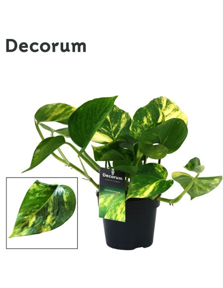 Epipremnum aureum Pothos