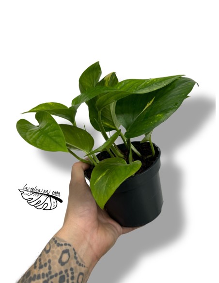 Epipremnum aureum Pothos