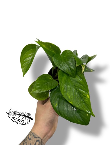 Epipremnum aureum Pothos