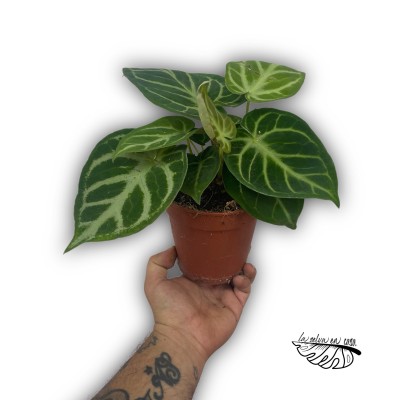 Anthurium ‘Queen of Heart’