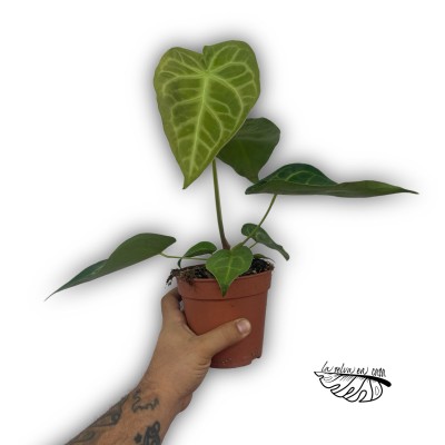 Anthurium ‘Queen of Heart’ 2