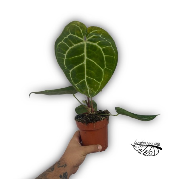 Anthurium ‘Queen of Heart’