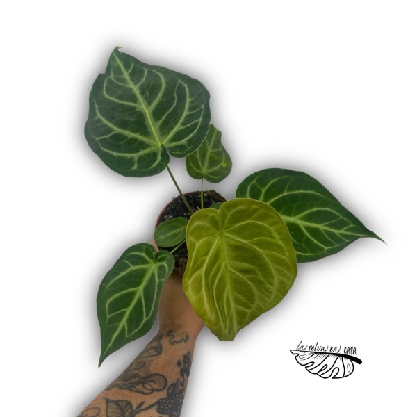 Anthurium ‘Queen of Heart’