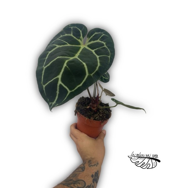 Anthurium ‘Queen of Heart’