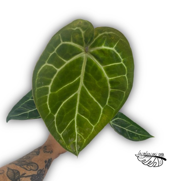 Anthurium ‘Queen of Heart’