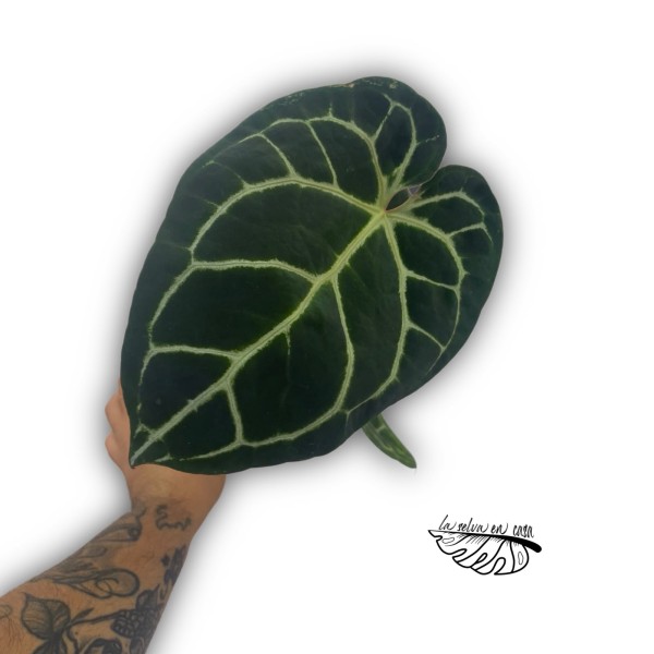 Anthurium ‘Queen of Heart’