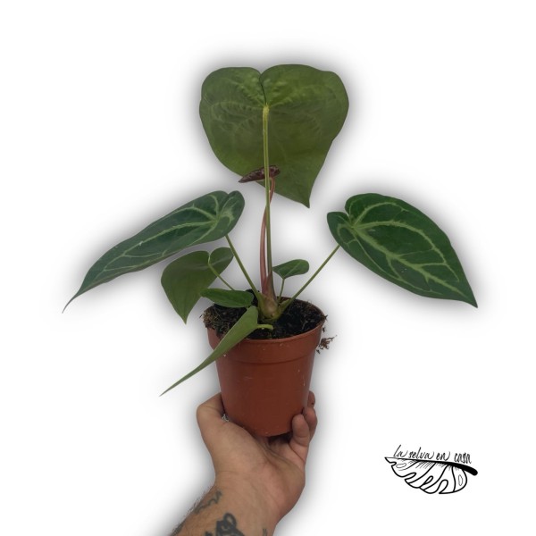 Anthurium ‘Queen of Heart’