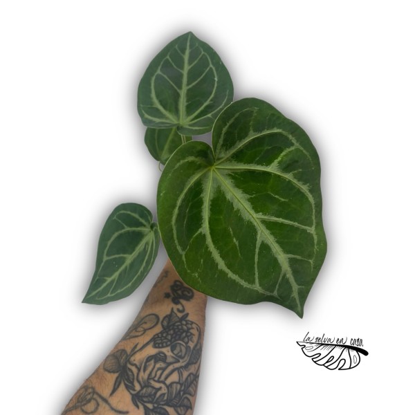 Anthurium ‘Queen of Heart’