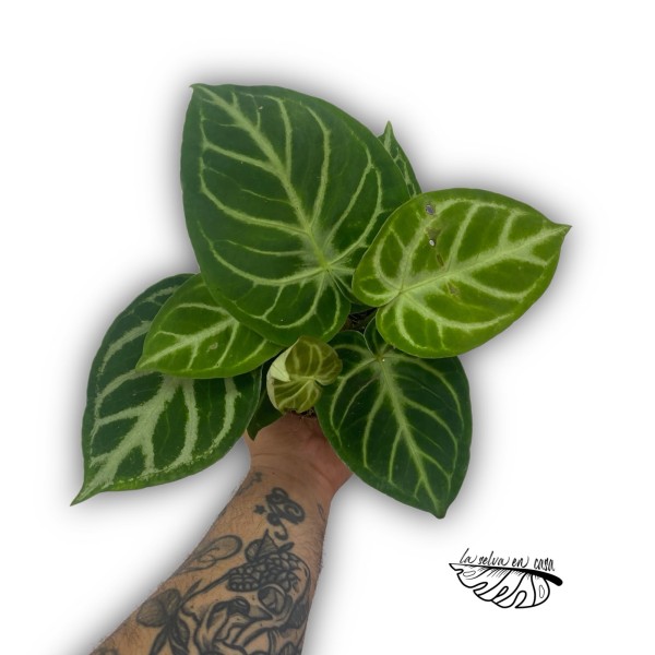 Anthurium ‘Queen of Heart’