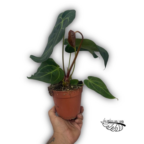Anthurium ‘Queen of Heart’