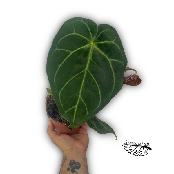 Anthurium ‘Queen of Heart’