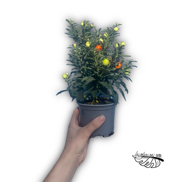 Solanum pseudocapsicum Medium