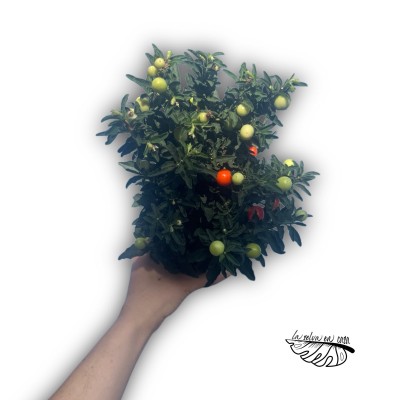 Solanum pseudocapsicum Medium 2