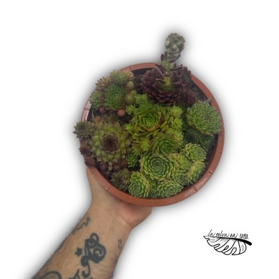 Arreglo Sempervivum