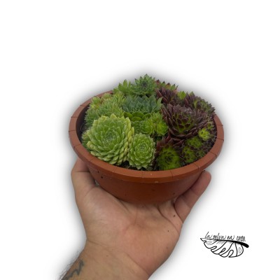 Arreglo Sempervivum 2