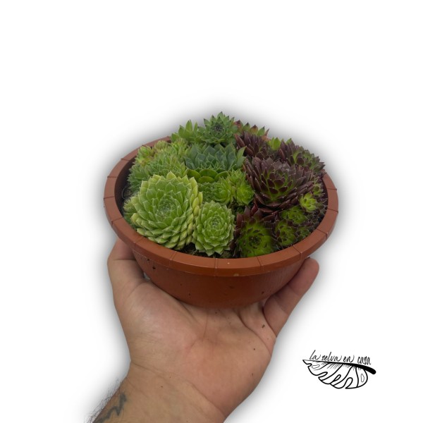 Arreglo Sempervivum
