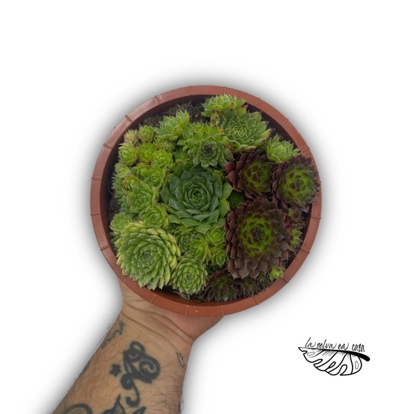 Arreglo Sempervivum