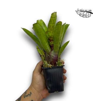 Neoregelia Screaming Tiger