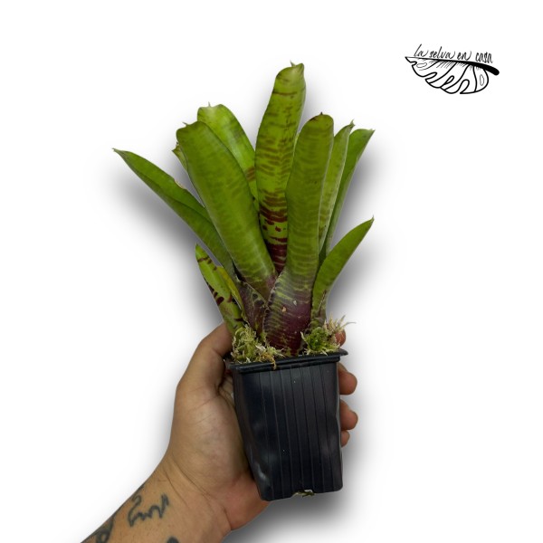 Neoregelia Screaming Tiger
