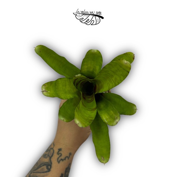 Neoregelia Screaming Tiger