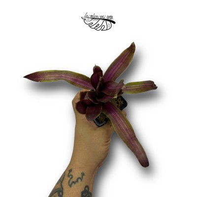 Neoregelia Violet Ray 2
