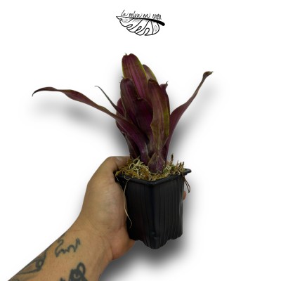 Neoregelia Violet Ray