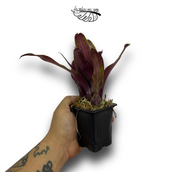 Neoregelia Violet Ray