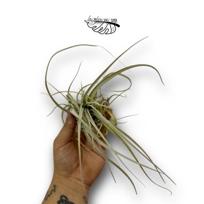 Tillandsia balsensis