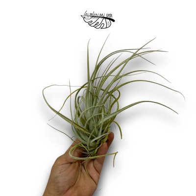 Tillandsia balsensis 2