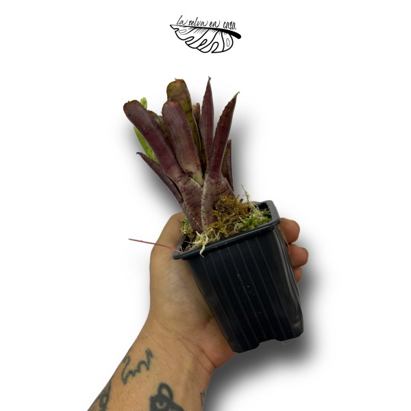 Neoregelia Damalis