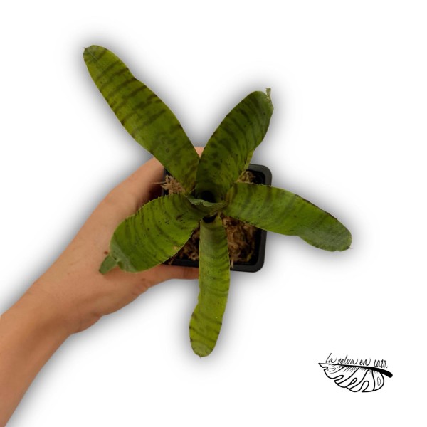 Neoregelia eteria