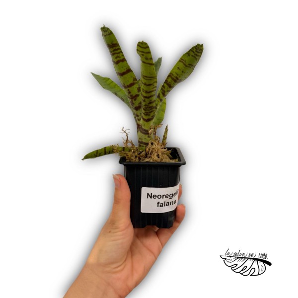 Neoregelia eteria