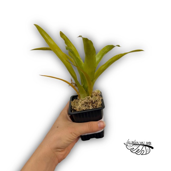 Neoregelia kautskyii