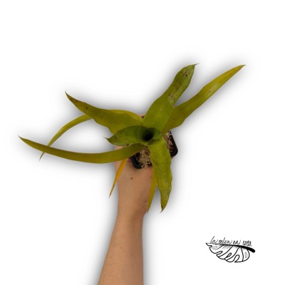 Neoregelia kautskyii 2