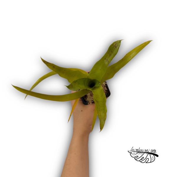 Neoregelia kautskyii