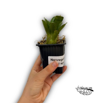 Neoregelia mini spot