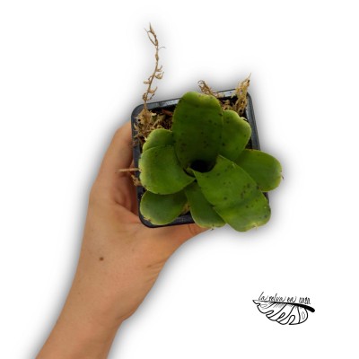 Neoregelia mini spot 2