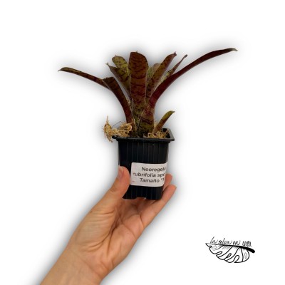 Neoregelia rubrifolia hybrid.