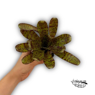Neoregelia rubrifolia hybrid. 2
