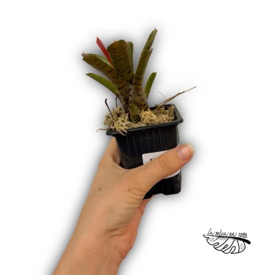 Neoregelia Thera