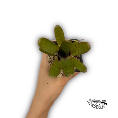 Neoregelia Thera 2