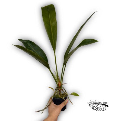 Anthurium wildenowii