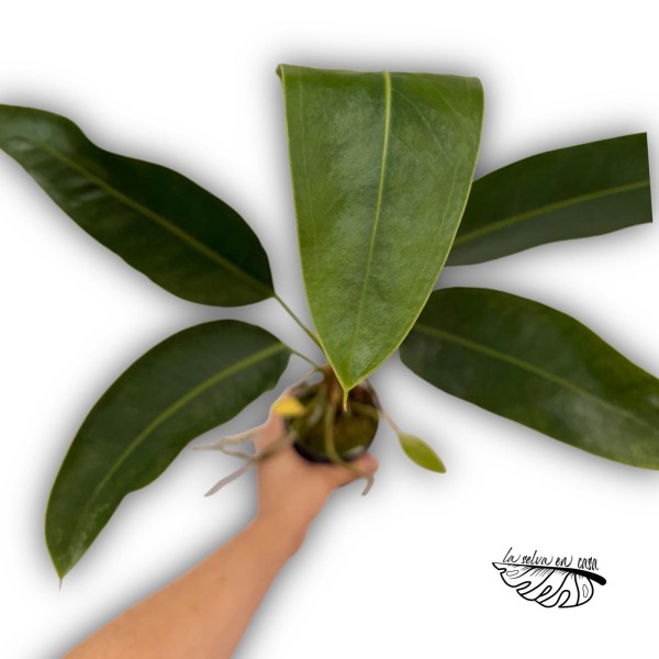 Anthurium wildenowii