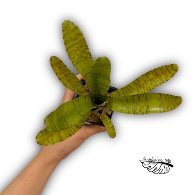 Neoregelia pigmenia 2