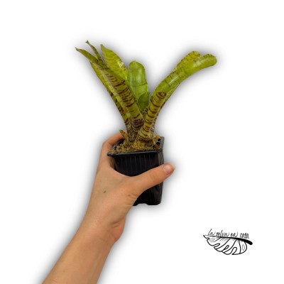 Neoregelia pigmenia