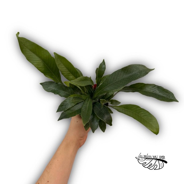 Microgramma lycopodioides