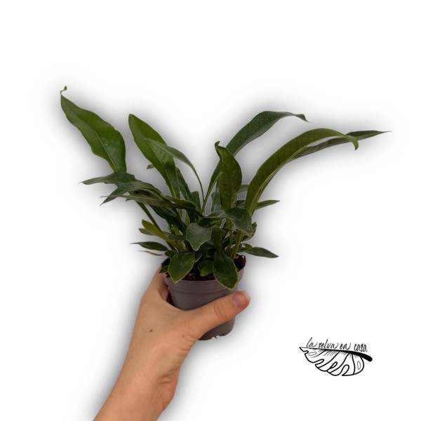 Microgramma lycopodioides